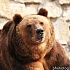 Медведица-йог в зоопарке