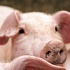 Почему свинья есть «нечистое» животное? Советы любителям свининки