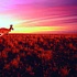 Treasury Wine Estates подорожала на слухах о продаже 