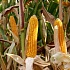 Содержание железа в продуктах питания и его биодоступность могут быть изменены с помощью биотехнологий, включая генную модификацию