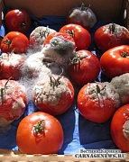 Соус из просроченных подгнивших помидоров
