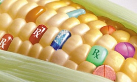 Минсельхоз может запретить ГМО в России