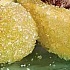 Сорговый сахар