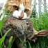 Одичавшие кошки в США