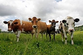 Китайские коровы дают человеческое грудное молоко