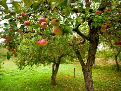 Карликовые яблони в Америке