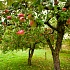 Карликовые яблони в Америке