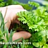 Какие суперпродукты выращивать дома зимой