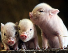 В скором времени в магазинах появится мясо "эко-свиней"