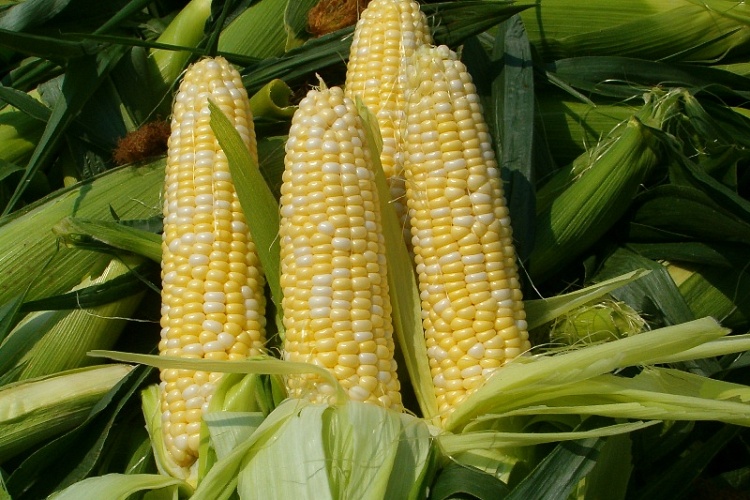 Кукуруза – полезный желтый злак из Южной Америки