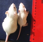 Обратимость изменений в ядрах гепатоцитов у мышей, получавших ГМ-сою