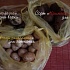 Саровский картофель от Томского НИИ