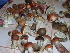 Переработка и хранение грибов