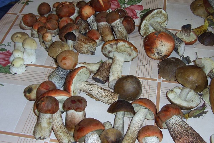Переработка и хранение грибов