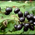 Воронец колосовидный (колосистый) черный. Актея колосовидная. (Actaea spicata)