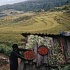 Бутан делает ставку на органическое хозяйство