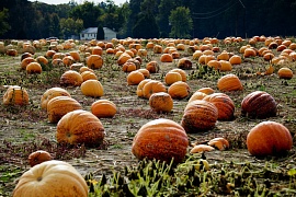 США собрали уникальный урожай тыкв к Хэллоуину