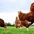 В РФ могут разрешить антибиотики при производстве органических продуктов питания