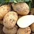 ГМО картофель в Европе