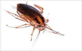 1,5 миллиона тараканов сбежали в Китае