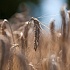 В России разрешили сеять ГМО