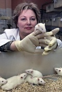 Длительное исследование на самках мышей, получавших генетически модифицированную сою: эффект старения печени