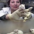 Длительное исследование на самках мышей, получавших генетически модифицированную сою: эффект старения печени