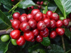 Колумбия: Колумбийский кофе стал "географически защищенным"