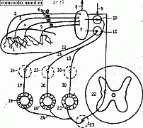 Условные слюноотделительные рефлексы.