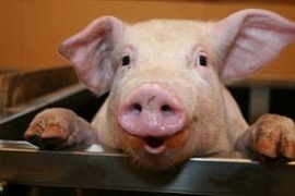 На Запорожье спасены сотни свиней от поджаривания