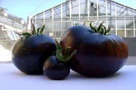 Новый овощ – черный помидор