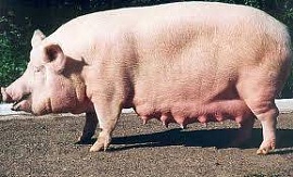 Импорт свинины в РФ сокращается 