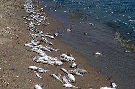 Массовая гибель рыбы в Азовском море 