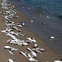 Массовая гибель рыбы в Азовском море 