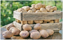 Калорийность картофеля