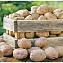 Калорийность картофеля
