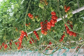 Больше свежих томатов круглый год. Открытие ТК «Тульский»