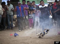 В Перу борются против поедания кошек на фестивале