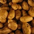 Завод по сортировке картофеля