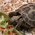 Еда для черепахи