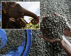 Тайский кофе из экскрементов слонов