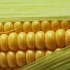 Опасна ли для здоровья генномодифицированная кукуруза?