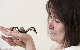 Кондитер-декоратор создала паука из мастики, чтобы избавить клиента от фобии