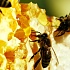 Пчеловоды России проектируют Национальную ассоциацию