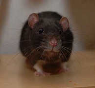 Экстремальная еда из мышей и крыс
