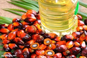 Пальмовое масло в детском питании 