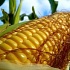 Засуха в США будоражит мировые цены на продукты