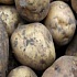 В Англии прогнозируют гибель 10% урожая картофеля