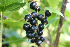 Черная смородина – ягода полезная