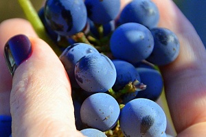 Благодарность винограду